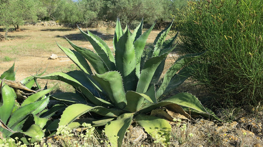 Agave salmiana var. ferox