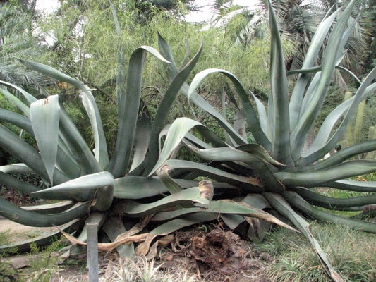 Agave salmiana - Bronco - Verde