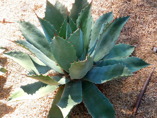 Agave potatorum - Tobala