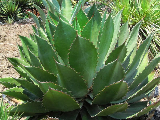 Agave cupreata - Papalome