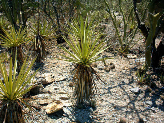 Agave karwinskii - Cuishe - Cuixe