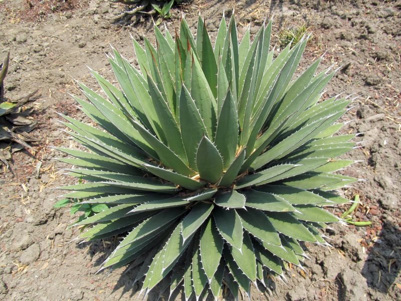 Agave horrida - Mexcalmetl