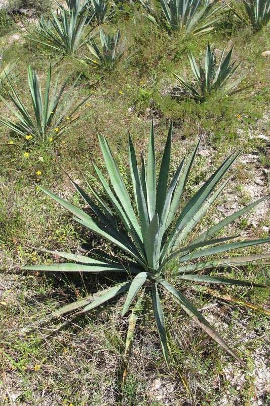 Agave angustifolia - Espadin