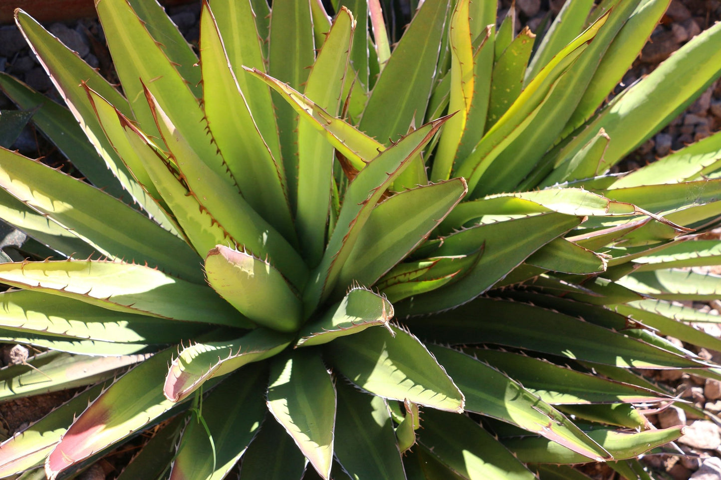 Agave convallis - Jibali