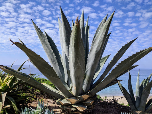 Agave americana