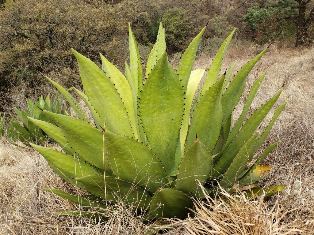 Agave inaequidens - Raicilla - Lechugilla