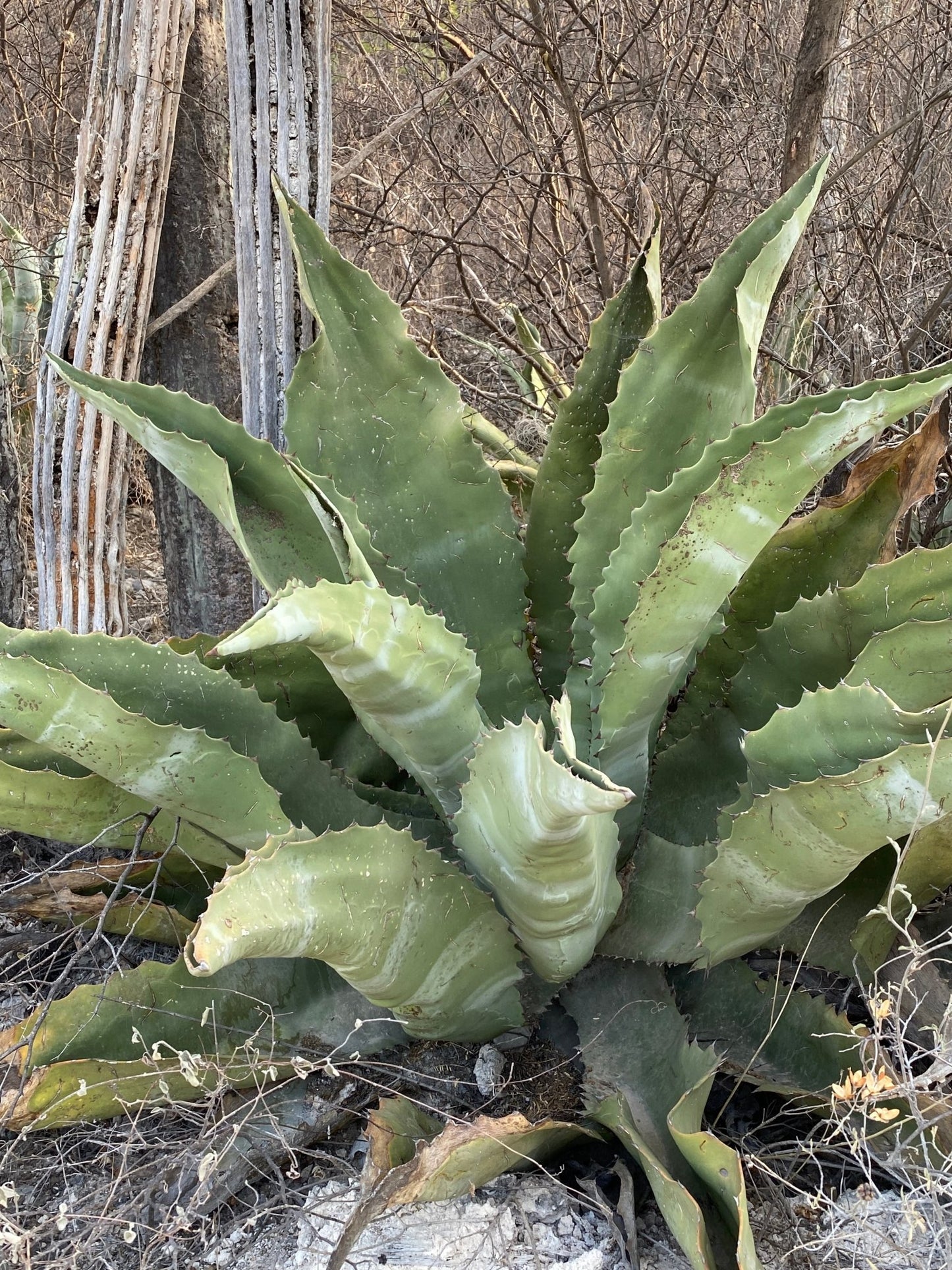 Agave marmorata - Tepeztate