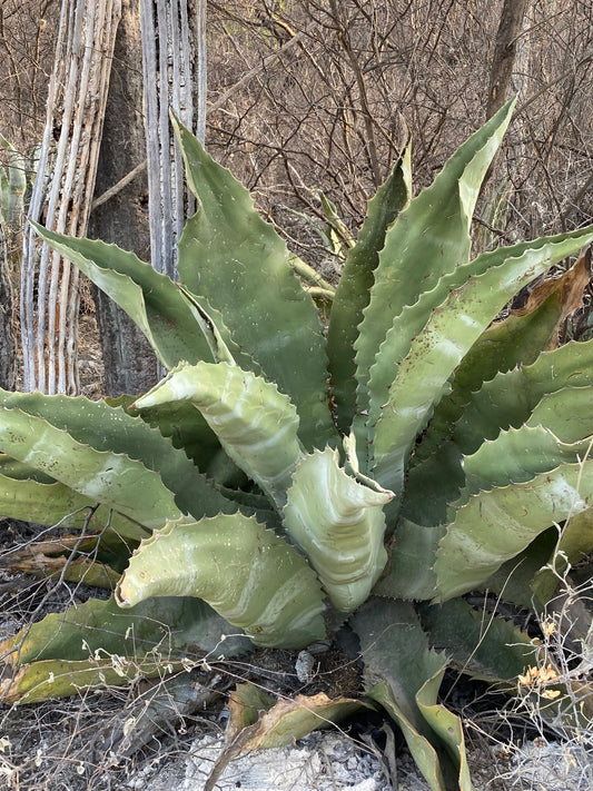 Agave marmorata - Tepeztate