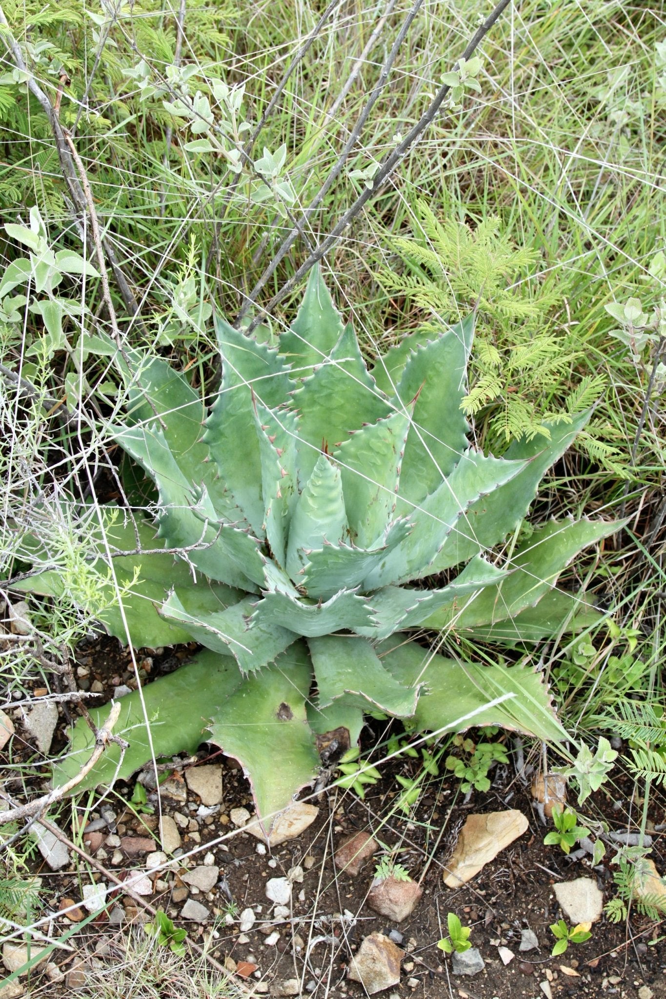 Agave seemanniana