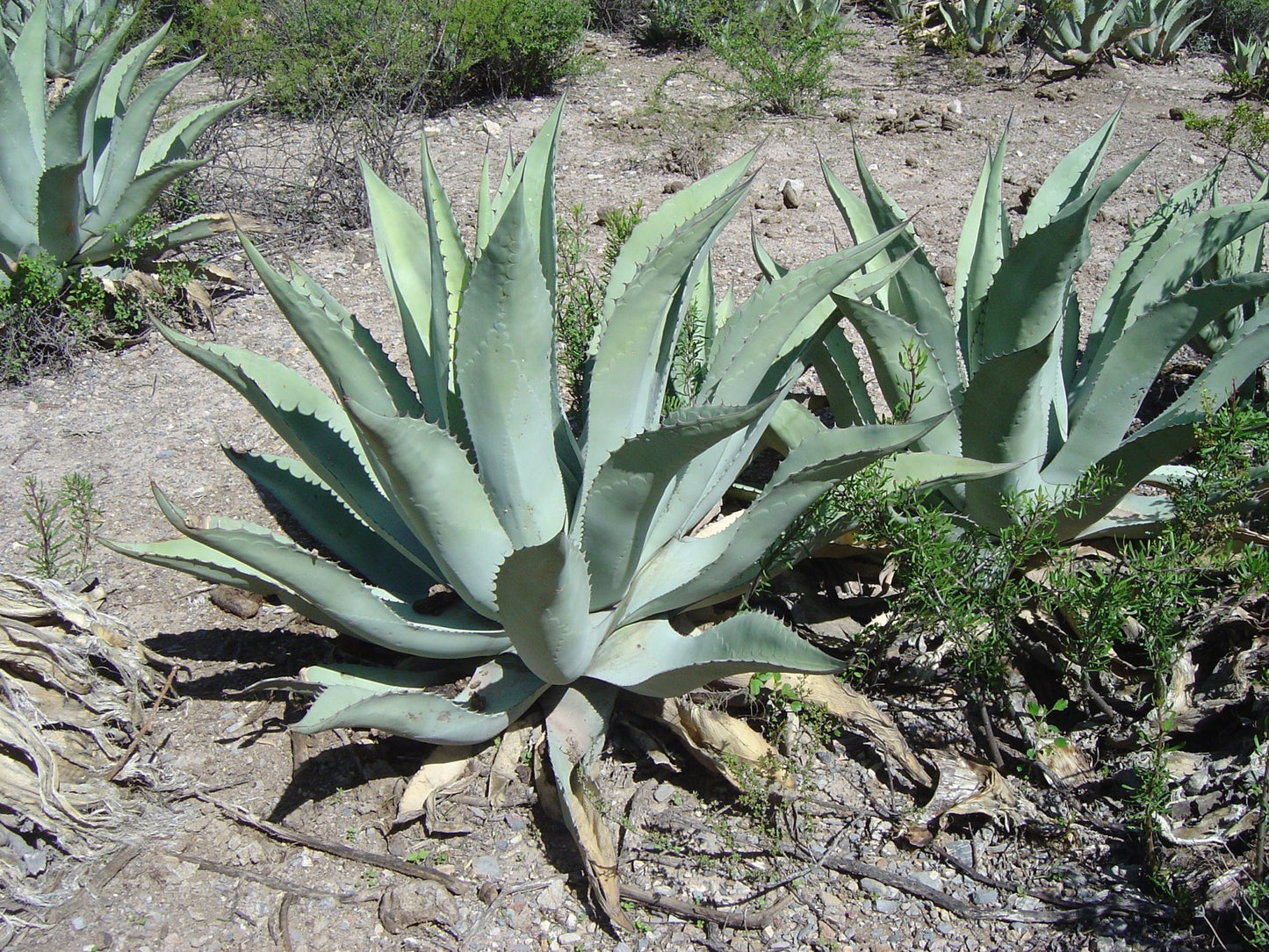 Agave durangensis - Cenizo